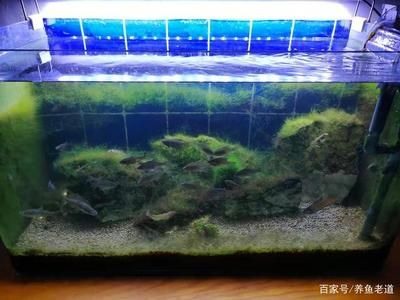 徹底清洗魚缸會(huì)影響水質(zhì)嗎為什么會(huì)變黃：清洗魚缸會(huì)影響水質(zhì)嗎？