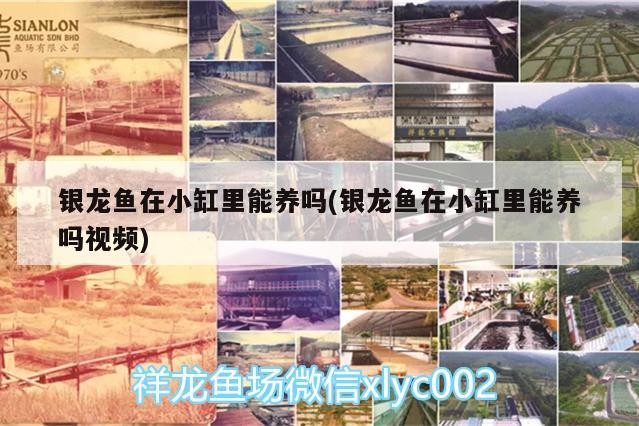 銀龍魚在小缸里能養嗎(銀龍魚在小缸里能養嗎視頻) 銀龍魚百科 第2張 銀龍魚在小缸里能養嗎(銀龍魚在小缸里能養嗎視頻) 銀龍魚在小缸里能養嗎(銀龍魚在小缸里能養嗎視頻) 銀龍魚百科 第2張