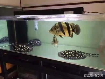 虎魚從小養(yǎng)可以長(zhǎng)多少一年：虎魚從小養(yǎng)可以長(zhǎng)多少一年， 虎魚從小養(yǎng)可以長(zhǎng)多少一年：虎魚從小養(yǎng)可以長(zhǎng)多少一年， 虎魚百科 第2張