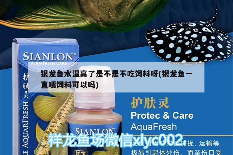 銀龍魚水溫高了是不是不吃飼料呀(銀龍魚一直喂飼料可以嗎)