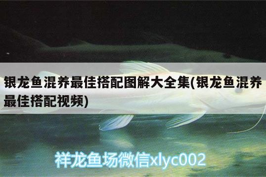 銀龍魚混養最佳搭配圖解大全集(銀龍魚混養最佳搭配視頻)