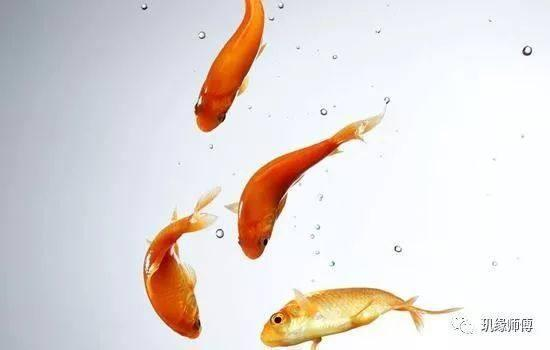 魚養(yǎng)幾條最吉利最旺財(cái)