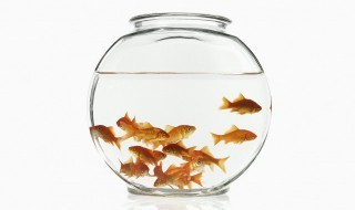 魚養(yǎng)幾條最吉利最旺財(cái)