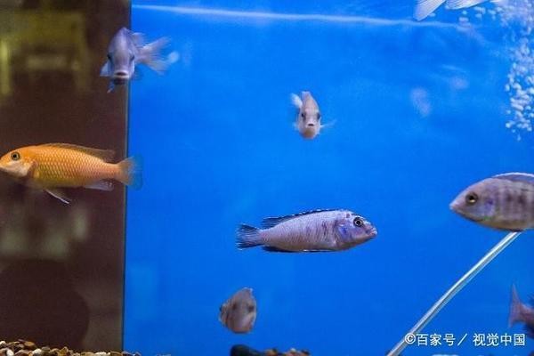 魚養(yǎng)幾條最吉利最旺財(cái)