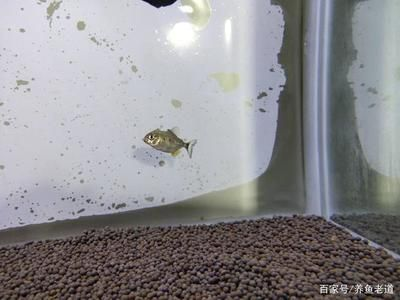 虎魚適應水一般要幾天：虎魚適應新環境一般要幾天 虎魚適應水一般要幾天：虎魚適應新環境一般要幾天 虎魚百科 第1張