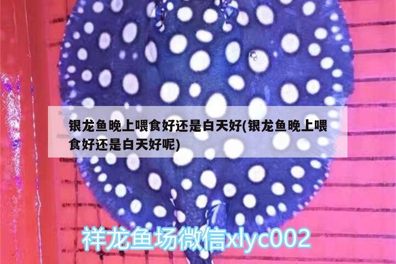 銀龍魚晚上喂食好還是白天好(銀龍魚晚上喂食好還是白天好呢) 銀龍魚晚上喂食好還是白天好(銀龍魚晚上喂食好還是白天好呢) 銀龍魚百科