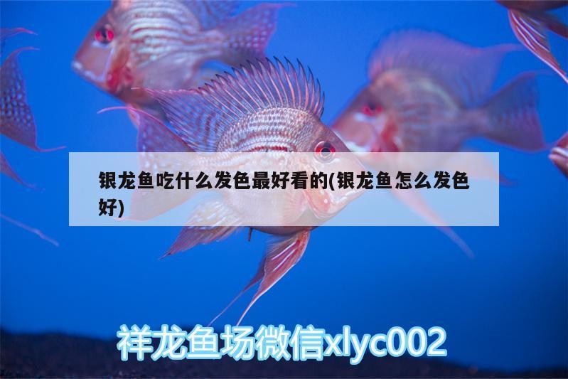 銀龍魚吃什么發色最好看的(銀龍魚怎么發色好) 銀龍魚吃什么發色最好看的(銀龍魚怎么發色好) 銀龍魚百科