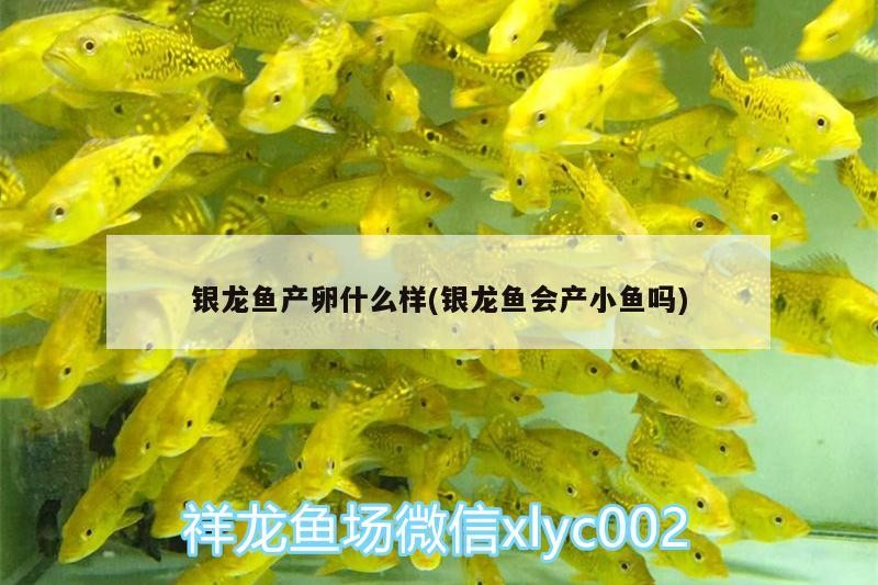 銀龍魚產(chǎn)卵什么樣(銀龍魚會產(chǎn)小魚嗎)