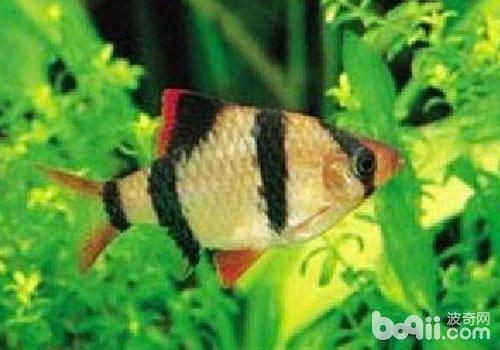 虎皮魚魚缸造景需要注意的幾點：虎皮魚的飼養(yǎng)技巧 虎皮魚魚缸造景需要注意的幾點：虎皮魚的飼養(yǎng)技巧 虎魚百科 第1張
