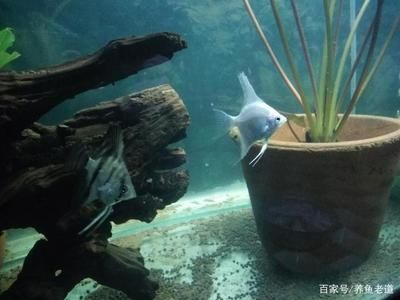 虎皮魚魚缸造景需要注意的幾點：虎皮魚的飼養(yǎng)技巧 虎皮魚魚缸造景需要注意的幾點：虎皮魚的飼養(yǎng)技巧 虎魚百科 第3張