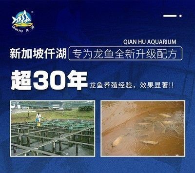 養龍魚ph高怎么辦vs祥龍魚場：養龍魚的水質ph值過高對健康產生不利影響