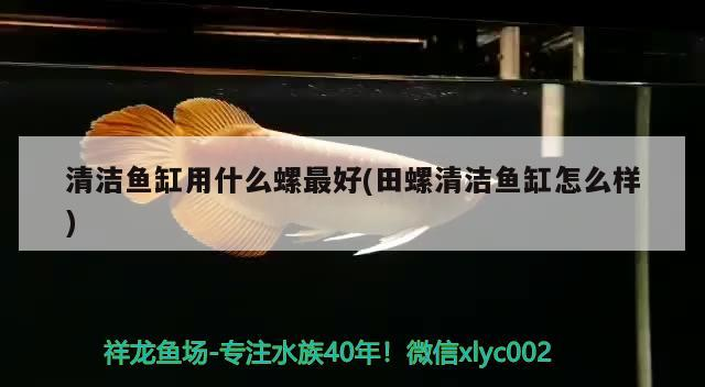 清潔魚缸用什么螺最好(田螺清潔魚缸怎么樣)