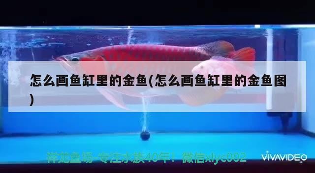 怎么畫魚缸里的金魚(怎么畫魚缸里的金魚圖)