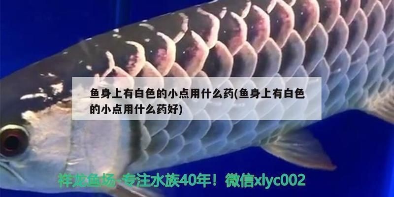 龍魚白點病多久能脫落啊vs祥龍魚場：龍魚白點病的恢復時間
