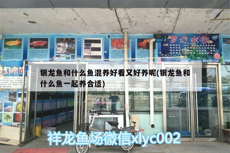 銀龍魚和什么魚混養(yǎng)好看又好養(yǎng)呢(銀龍魚和什么魚一起養(yǎng)合適)