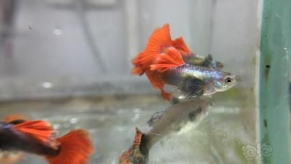 白金河虎魚是一種生活在南美亞馬遜河流域的大型猛魚：白金河虎魚是一種具有極高觀賞價值和經濟價值的大型淡水猛魚