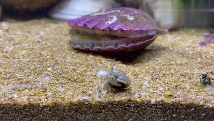 大梅趕海魚缸：大梅趕海魚缸系列視頻