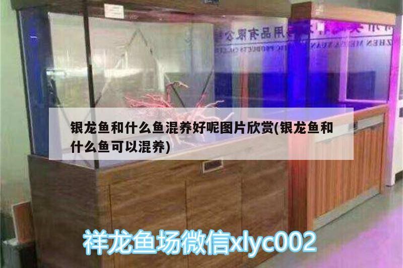 銀龍魚和什么魚混養(yǎng)好呢圖片欣賞(銀龍魚和什么魚可以混養(yǎng))