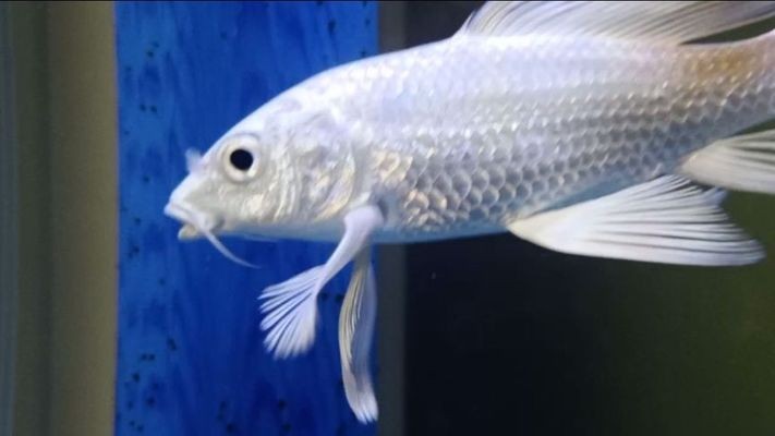 魚缸出現(xiàn)水垢怎么處理養(yǎng)什么魚好（魚缸出現(xiàn)水垢怎么處理養(yǎng)什么魚好一點）