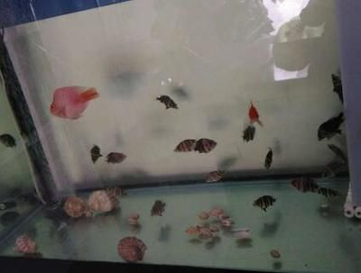 6厘米小虎魚喂什么食物：6厘米小虎魚的喂養(yǎng)食物應(yīng)多樣化，