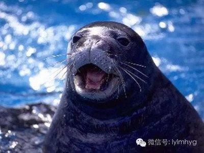 通化水族館vs祥龍魚場（探討通化水族館與祥龍魚場之間的差異，我們需要明確兩者的主要業(yè)務和特點）