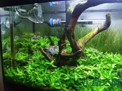 大型魚缸種什么水草
