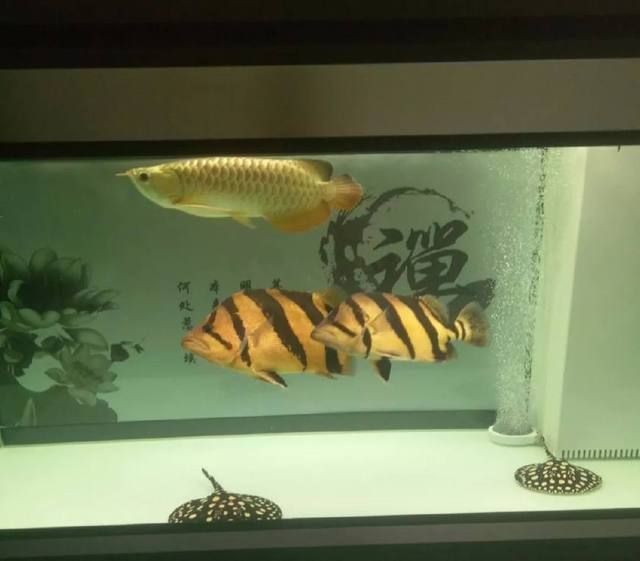 虎魚飼養技巧：虎魚的底色對虎魚的飼養技巧虎魚的飼養技巧及飼養技巧