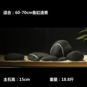 1.5魚缸有多重：1.5米的魚缸有多重 1.5魚缸有多重：1.5米的魚缸有多重 魚缸百科 第1張