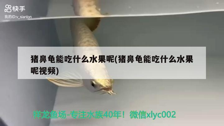 豬鼻龜能吃什么水果呢(豬鼻龜能吃什么水果呢視頻) 豬鼻龜能吃什么水果呢(豬鼻龜能吃什么水果呢視頻) 豬鼻龜百科