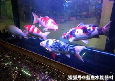 5個厚的玻璃可以粘多大的魚缸：5個厚的玻璃可以粘接的最大魚缸尺寸是多少？