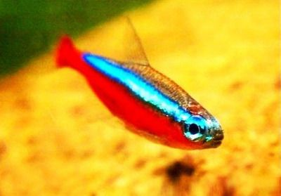 5個厚的玻璃可以粘多大的魚缸：5個厚的玻璃可以粘接的最大魚缸尺寸是多少？