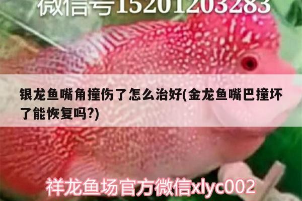 銀龍魚嘴角撞傷了怎么治好(金龍魚嘴巴撞壞了能恢復嗎?)
