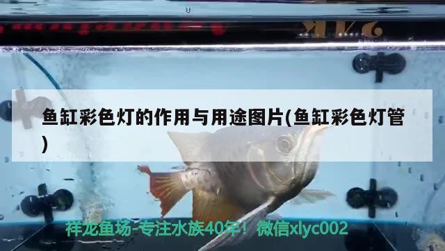 魚缸彩色燈的作用與用途圖片(魚缸彩色燈管)