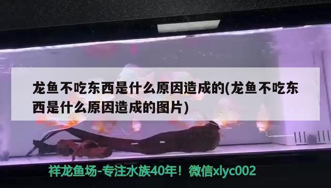 龍魚不吃東西是什么原因造成的(龍魚不吃東西是什么原因造成的圖片) 龍魚不吃東西是什么原因造成的(龍魚不吃東西是什么原因造成的圖片) 魟魚百科 第2張