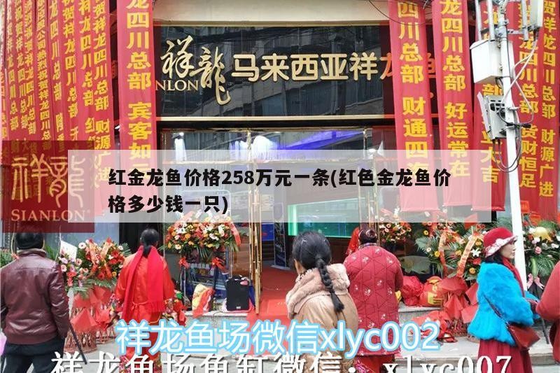 紅金龍魚(yú)價(jià)格258萬(wàn)元一條(紅色金龍魚(yú)價(jià)格多少錢(qián)一只) 紅金龍魚(yú)價(jià)格258萬(wàn)元一條(紅色金龍魚(yú)價(jià)格多少錢(qián)一只) 魟魚(yú)百科