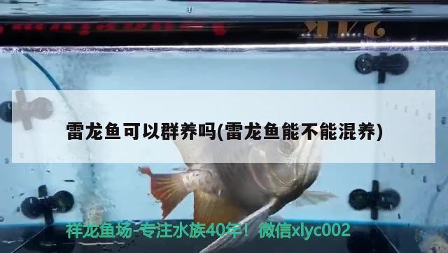 雷龍魚可以群養嗎(雷龍魚能不能混養)