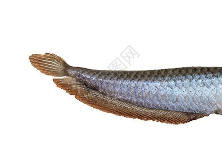 龍魚圖片大全 圖片高清，龍魚品種鑒賞指南,龍魚市場(chǎng)價(jià)格趨勢(shì)龍魚市場(chǎng)價(jià)格趨勢(shì)