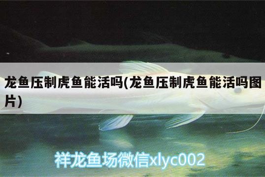 龍魚壓制虎魚能活嗎(龍魚壓制虎魚能活嗎圖片)