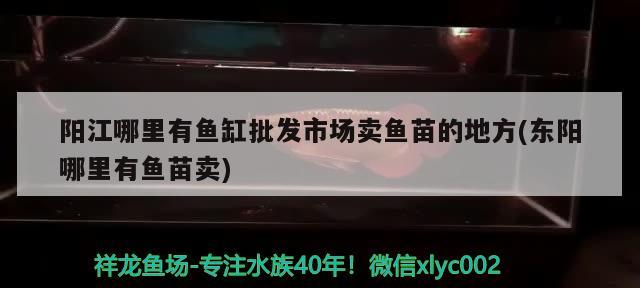 陽江哪里有魚缸批發市場賣魚苗的地方(東陽哪里有魚苗賣) 陽江哪里有魚缸批發市場賣魚苗的地方(東陽哪里有魚苗賣) 魟魚百科