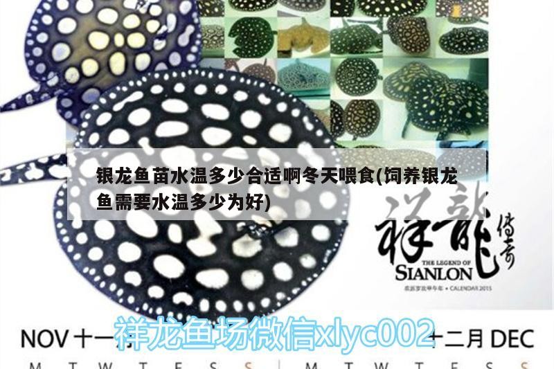 銀龍魚苗水溫多少合適啊冬天喂食(飼養銀龍魚需要水溫多少為好)