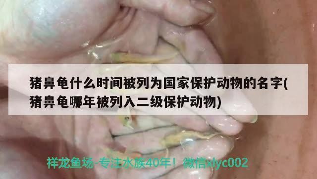 豬鼻龜什么時間被列為國家保護動物的名字(豬鼻龜哪年被列入二級保護動物)