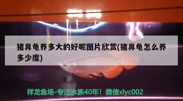 豬鼻龜養(yǎng)多大的好呢圖片欣賞(豬鼻龜怎么養(yǎng)多少度)