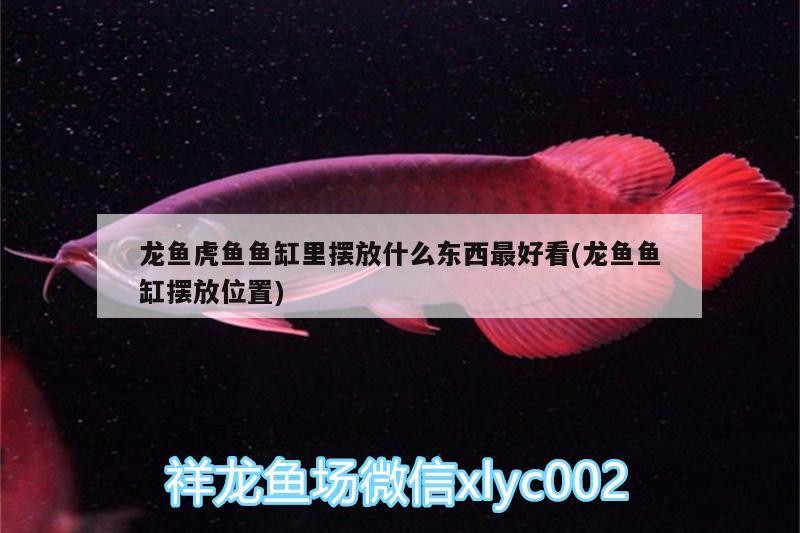 龍魚虎魚魚缸里擺放什么東西最好看(龍魚魚缸擺放位置)