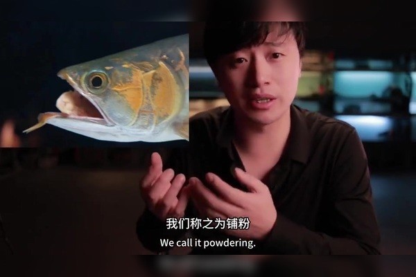 泗水龍魚最忌三種顏色 龍魚百科 第3張 泗水龍魚最忌三種顏色 泗水龍魚最忌三種顏色 龍魚百科 第3張