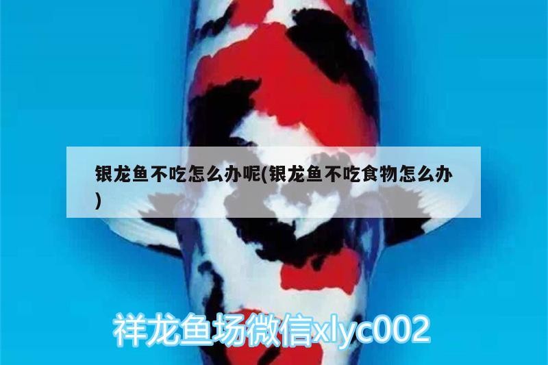 銀龍魚不吃怎么辦呢(銀龍魚不吃食物怎么辦) 銀龍魚不吃怎么辦呢(銀龍魚不吃食物怎么辦) 銀龍魚百科