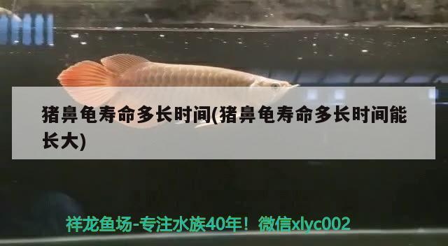 豬鼻龜壽命多長時間(豬鼻龜壽命多長時間能長大) 豬鼻龜壽命多長時間(豬鼻龜壽命多長時間能長大) 豬鼻龜百科