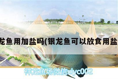 銀龍魚用加鹽嗎(銀龍魚可以放食用鹽嗎)