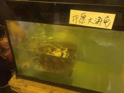衡水水族館vs祥龍魚場（衡水市有哪些水族館？）