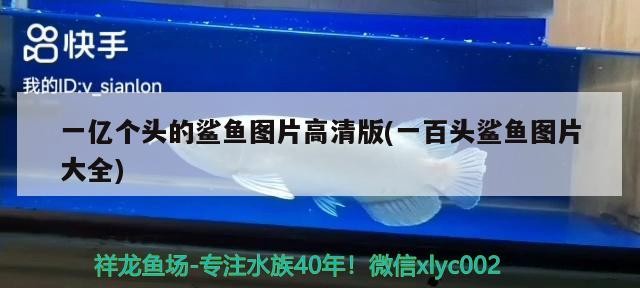 一億個頭的鯊魚圖片高清版(一百頭鯊魚圖片大全)