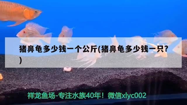 魚缸造景先放沙還是先放水(魚缸造景先鋪沙還是先放石頭) 豬鼻龜多少錢一個公斤(豬鼻龜多少錢一只?) 豬鼻龜百科 豬鼻龜多少錢一個公斤(豬鼻龜多少錢一只?) 豬鼻龜多少錢一個公斤(豬鼻龜多少錢一只?) 豬鼻龜百科